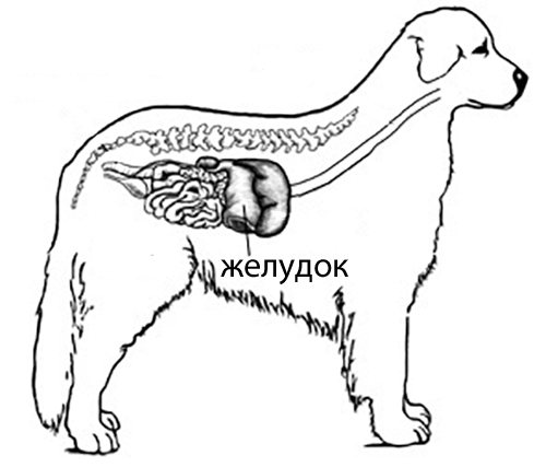 Желудок собаки