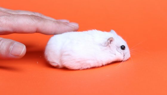 Животного можно приручить