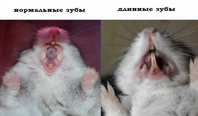 Зубы хомяка